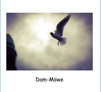 Dam-Möwe